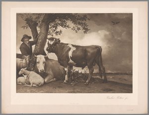 Fotoreproduksjon av maleriet Oksen av Paulus Potter, koll. Mauritshuis 1904 - Nei. 54. / Konigl. Museum i Haag (serietittel) av Anonymous