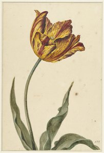 Gul-oransje-rød tulipan av Anonymous