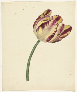 Gul-rød tulipan av Anonymous