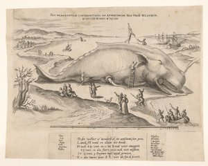 Strandet hval nær Antwerpen, 1577 Waerachtich conterfeytsel og størrelsen på denne[n] hvalen, ghevanghe[n] den 2. juli 1577 (tittel på objekt) av Anonymous
