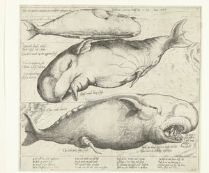 Strandet hval nær Antwerpen, 1577 True ung eigentliche contrafactur eines wallfisches gefangen in der scheldt nitt weit von Antorff Am 2. juli. Anno 1577 (tittel på objekt) av Anonymous