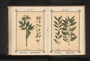 Vanlig angelica og ekte centaury Angelica silvestris L. Erythraea Centaurium Pers (tittel på objekt) av Anonymous