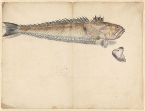 Større vever (Trachinus Draco) av Anonymous