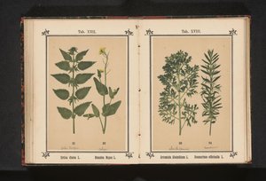 Brennesle og raps Urtica dioica L. Brassica Napus L. (tittel på objekt) av Anonymous