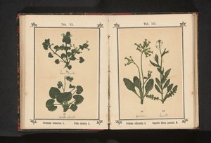 Gylden primula og en hyrdeveske Primula officinalis L. Capsella Bursa pastoris M. (tittel på objekt) av Anonymous