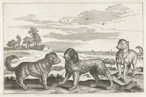 hunder Firebeinte dyr (serietittel) Animalivm Qvaddrvpedvm (serietittel) av Anonymous
