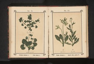 Hundetrav og en marsfiol Glechoma hederacea L. Viola odorata L. (tittel på objekt) av Anonymous
