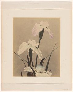 iris av Anonymous
