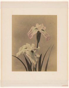 iris av Anonymous