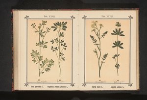 Karwij i lievevrouwebedstro Carum Carvi L. Asperula odorata L. (tittel på objekt) av Anonymous