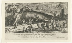 Kopi av strandhvalen ved Berckhey fra 1598 da hvalen sto ved Ancona i 1601 Riratto d