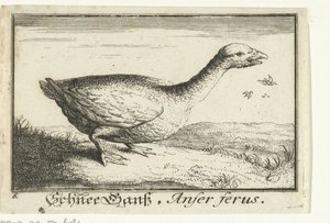 Landskap med villgås Schnee Gans, Anfer ferus. (tittel på objekt) av Anonymous