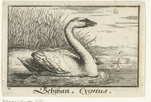 Landskap med svane Schwan, Cygnus. (tittel på objekt) av Anonymous