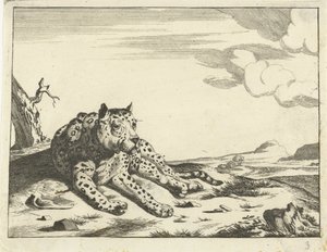 Liggende leopard, sett forfra, bena til høyre av Anonymous