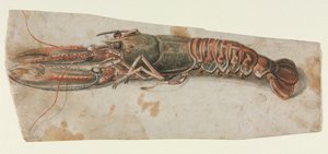 Hummer (rett) av Anonymous