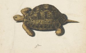 terrapin Lombard-album (serietittel) av Anonymous
