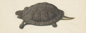 terrapin Lombard-album (serietittel) av Anonymous