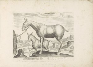 Mulezel og ezel Mule og esel (tittel på objekt) Paardenrassen uit de Koninklijke stallen van Don Juan van Oostenrijk (serietittel) Hesten, der alle slags adelsmenn: oppførselen til hester skilt fra forskjellige deler av verden valgt (...) (serietittel av Anonymous