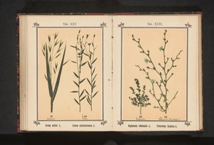 Øyetrøst og vill sikori Euphrasia officinalis L. Cichorium Intybus L. (tittel på objekt) av Anonymous