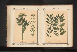 Olivengren og en mandelgren Olea europaea L. Amygdalus communis L. (tittel på objekt) av Anonymous
