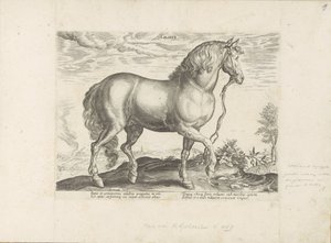 Paard ut Calabria Calabar (tittel på objekt) Paardenrassen uit de Koninklijke stallen van Don Juan van Oostenrijk (serietittel) Hesten, der alle slags adelsmenn: oppførselen til hester skilt fra forskjellige deler av verden valgt (...) (serietittel på ob av Anonymous