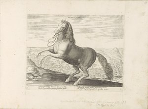 Paard ut Napoli napolitansk (tittel på objekt) Paardenrassen uit de Koninklijke stallen van Don Juan van Oostenrijk (serietittel) Hesten, der alle slags adelsmenn: oppførselen til hester skilt fra ulike deler av verden valgt (...) (serietittel på av Anonymous