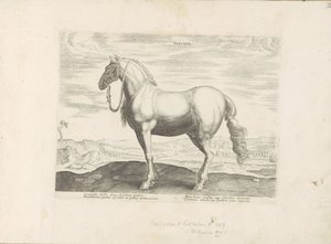 Paard ut Noord-Italia Insuber (tittel på objekt) Paardenrassen uit de Koninklijke stallen van Don Juan van Oostenrijk (serietittel) Hesten, der alle slags adelsmenn: oppførselen til hester skilt fra forskjellige deler av verden valgt (...) (serietittel o av Anonymous