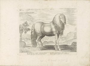 Paard uit Roemenië (nederlandsk) Dacus (tittel på objekt) Paardenrassen uit de Koninklijke stallen van Don Juan van Oostenrijk (serietittel) Hesten, der alle slags adelsmenn: oppførselen til hester skilt fra forskjellige deler av verden valgt (...) (seriet av Anonymous