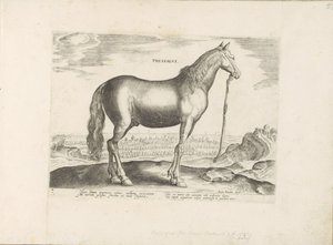 Paard uit Thessalië Thessalien (tittel på objekt) Paardenrassen uit de Koninklijke stallen van Don Juan van Oostenrijk (serietittel) Hesten, der alle slags adelsmenn: oppførselen til hester skilt fra ulike deler av verden valgt (...) (serietittel på av Anonymous