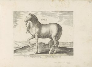 Paard van Sicilie Siculus (tittel på objekt) Paardenrassen uit de Koninklijke stallen van Don Juan van Oostenrijk (serietittel) Hesten, der alle slags adelsmenn: oppførselen til hester skilt fra forskjellige deler av verden valgt (...) (serietittel på obj av Anonymous