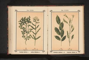 Rød sandeltre og fennikelurt Pterocarpus santalinus L. fil. Foeniculum officinale Al.. (tittel på objekt) av Anonymous
