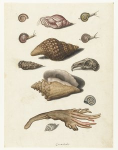 Skalldyr, tang, snegler og kaninhodeskalle Caracoles (tittel på objekt) Lombard-album (serietittel) av Anonymous