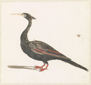 Slangenhalsvogel av Anonymous