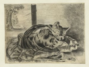 sovende katt av Anonymous