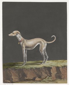 Stående greyhound til venstre av Anonymous