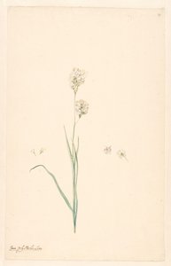 Gren av Ixia polystachya med pistil og blomsterdetaljer av Anonymous