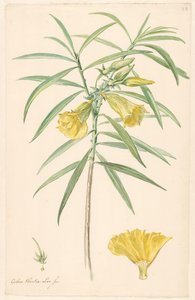 Gren av en gul blomst (slags lilje) med detaljer av pistill og blomst av Anonymous