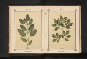 Gren av en vanlig eldste Sambucus nigra. L. (tittel på objekt) av Anonymous