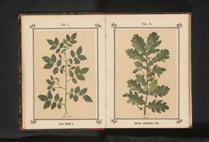 Gren av en hunderose Rosa canina (tittel på objekt) av Anonymous