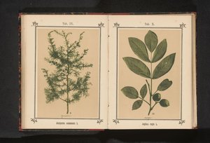 Grein av en einer Juniperus communis L. (tittel på objekt) av Anonymous