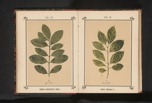 Gren av et kamfertre Laurus Camphora L. (tittel på objekt) av Anonymous