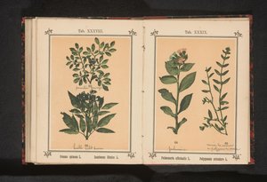 Grein av en svarttorn og en urt eldste Prunus spinosa L. Sumbucus Ebulus L. (tittel på objekt) av Anonymous