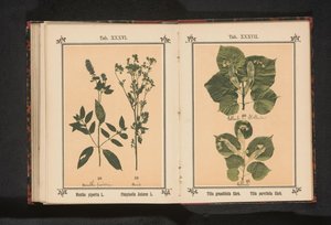 Grein av en sommerkalk og en gren av en vinterkalk Tilia grandifolia Ehrh. Tilia parvifolia Ehrh. (tittel på objekt) av Anonymous