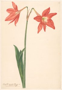 Takk van root amaryllis av Anonymous