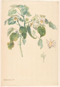 Hvit katteklo-gren med pistil og blomsterdetaljer av Anonymous
