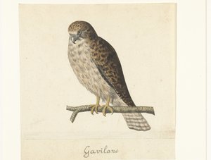 Torenvalk Gavilane (tittel på objekt) Lombard-album (serietittel) av Anonymous