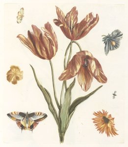 Tulipaner, andre blomster, sommerfugler og en flue av Anonymous