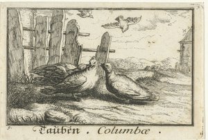 To duer ved et gjerde Tauben, Columbae (tittel på objekt) av Anonymous
