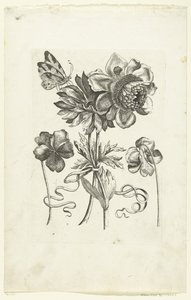 Fire blomster, inkludert to fioler Novae Florum Icones (serietittel) av Anonymous