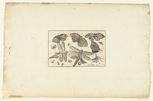 Vlinders en libellen Volatilium av ulike slag (...) (serietittel) av Anonymous